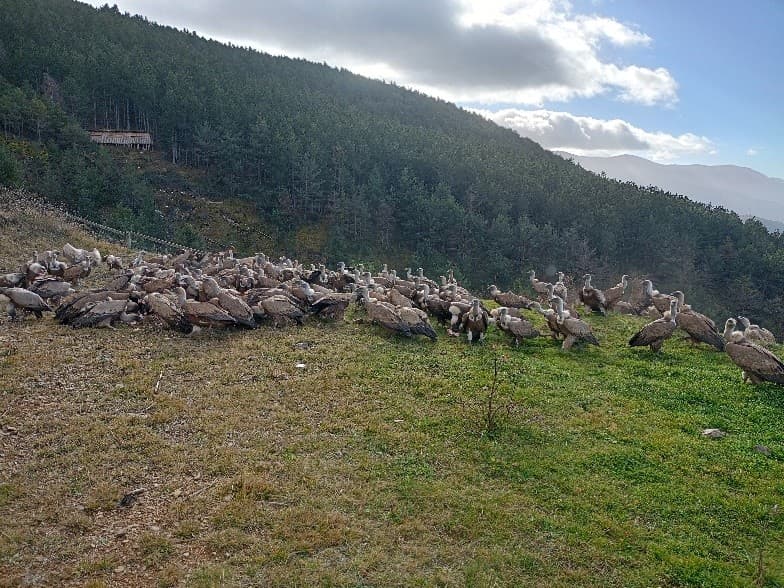 El Racó dels Rapinyaires: Aguait de l’Obaga d’Orteu 