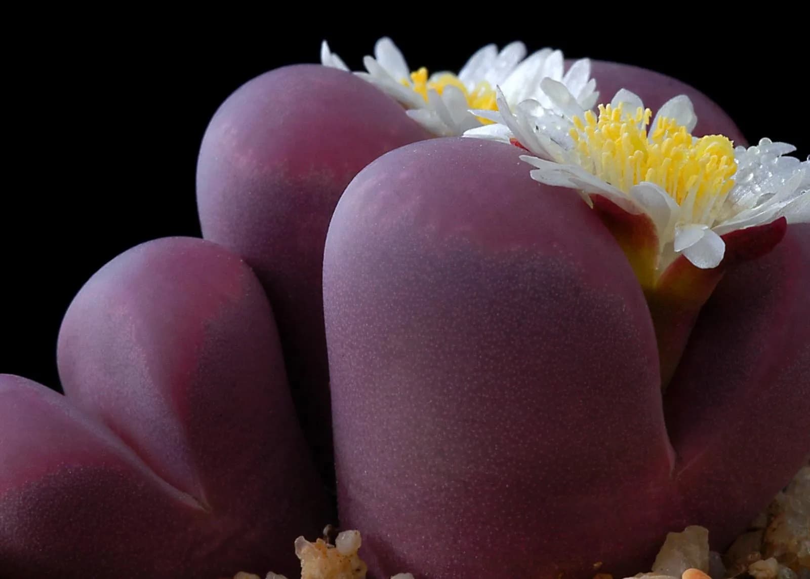 EXPLORA: LES PLANTES PEDRA