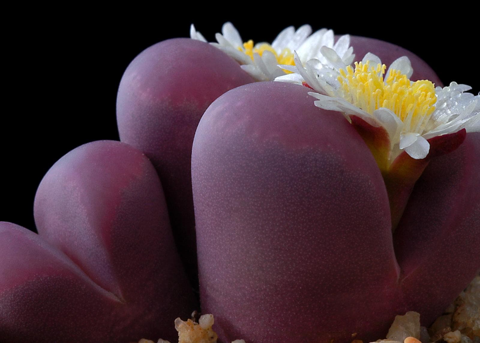 EXPLORA: Les plantes pedra