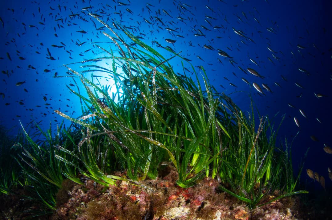 Ecosistemes de la mar Balear
