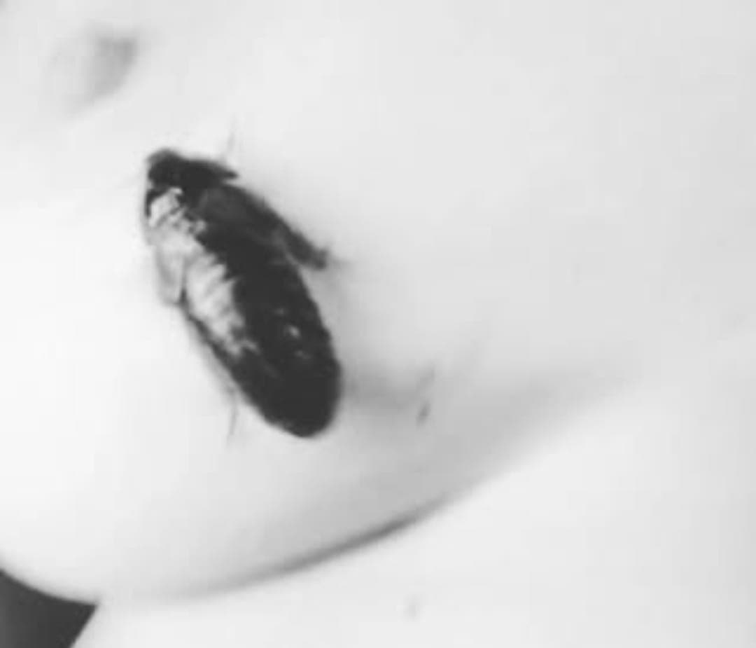 Blattodea