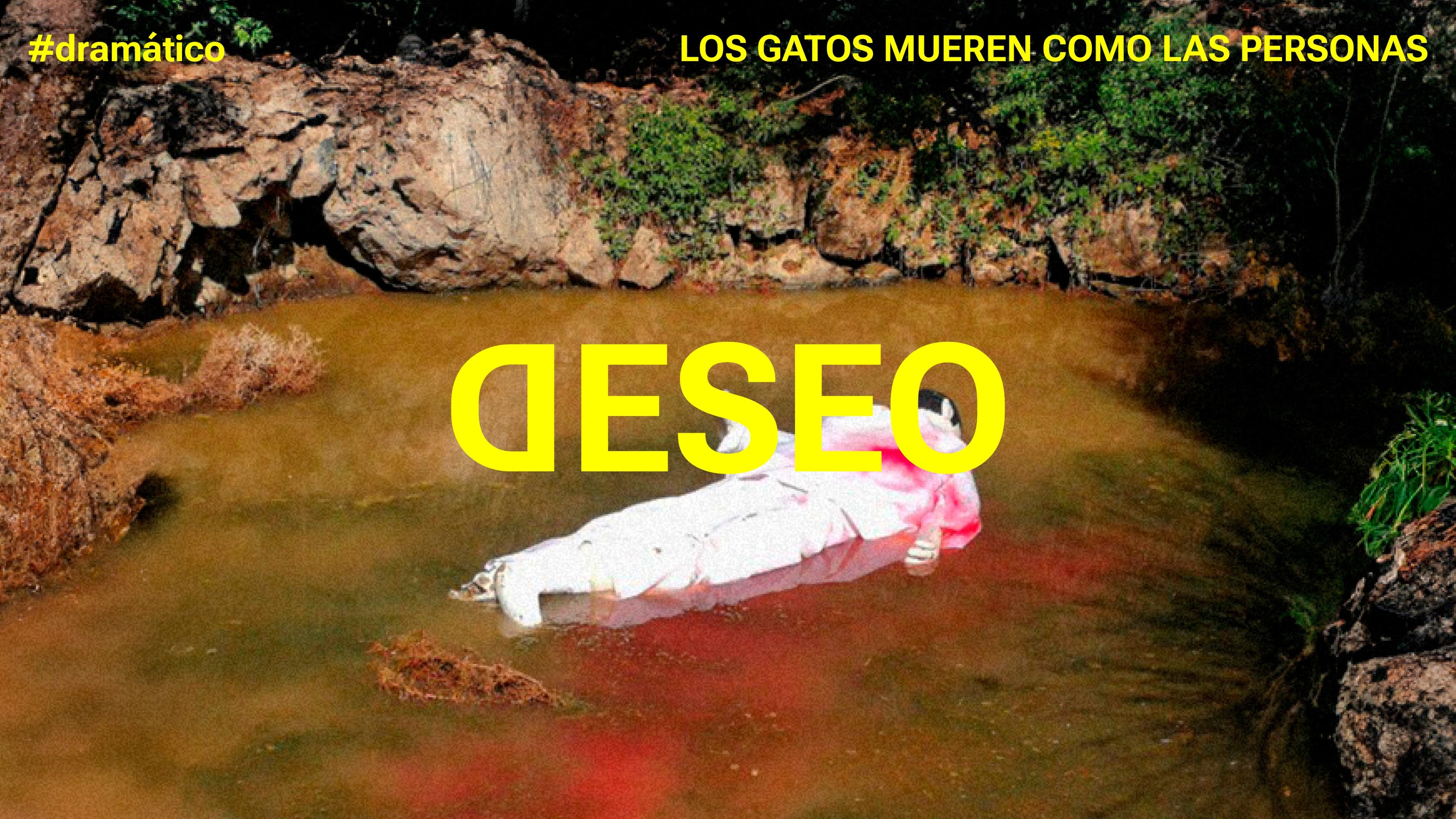 LOS GATOS MUEREN COMO LAS PERSONAS