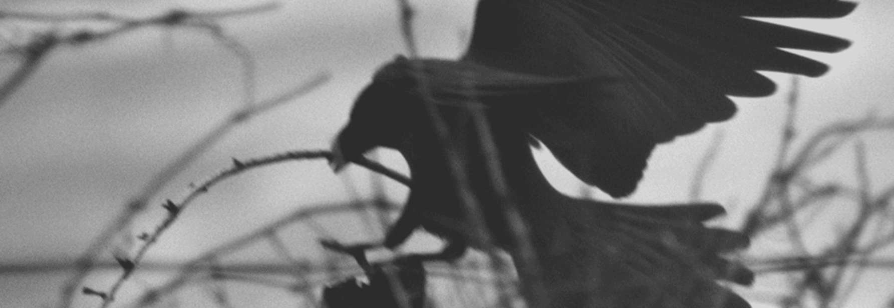 Masahisa Fukase. Ravens