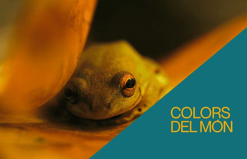 Colors del món