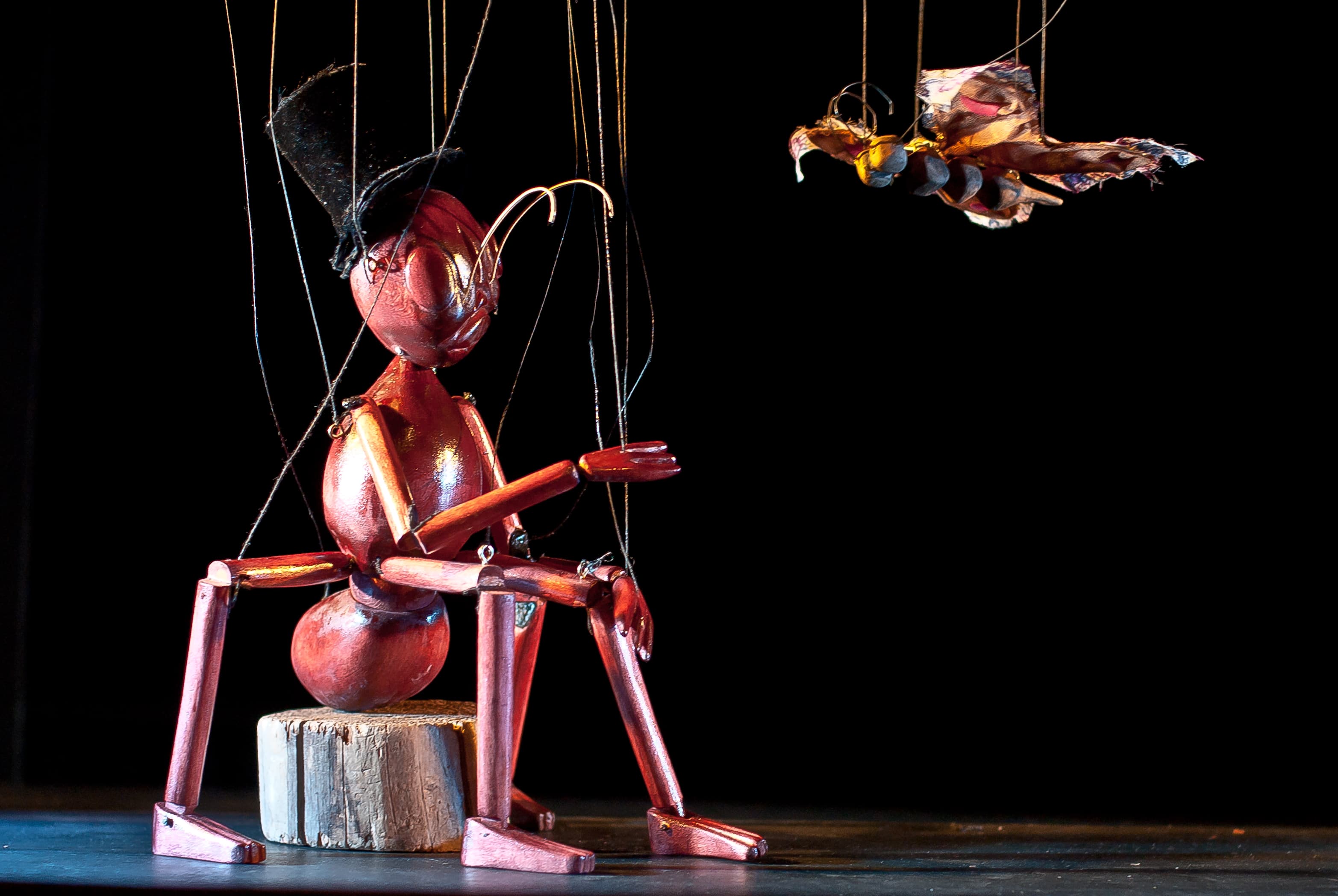 EL CIRC DELS INSECTES
