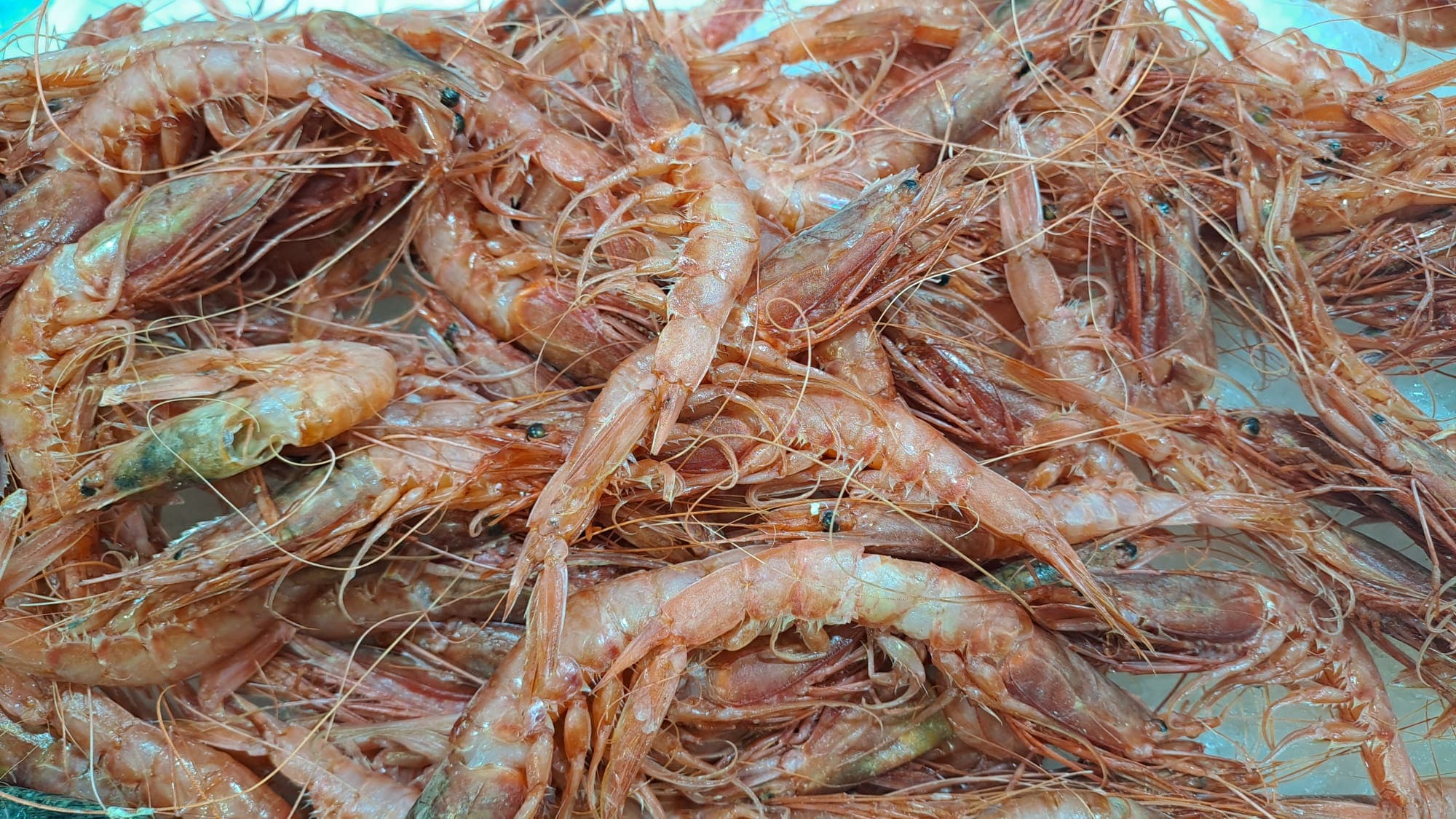 El calendari de peix i marisc de la mar Balear: consum amb seny i de proximitat