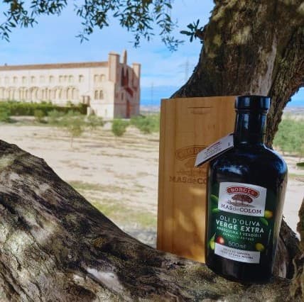 Sabors d’Olivera: Tast, Terra i Tradició