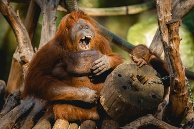 Visita lliure al Zoo de Barcelona