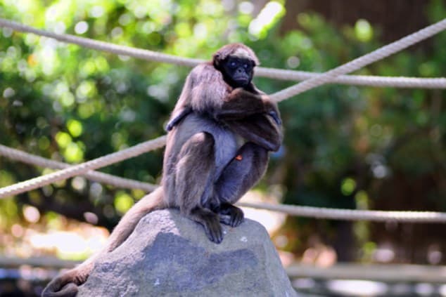 Visita lliure al Zoo de Barcelona