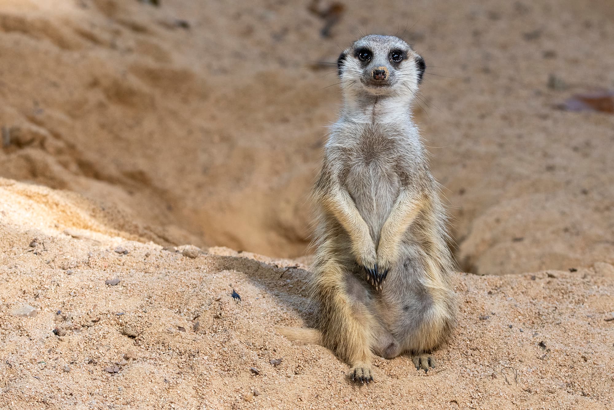 Visita lliure al Zoo de Barcelona