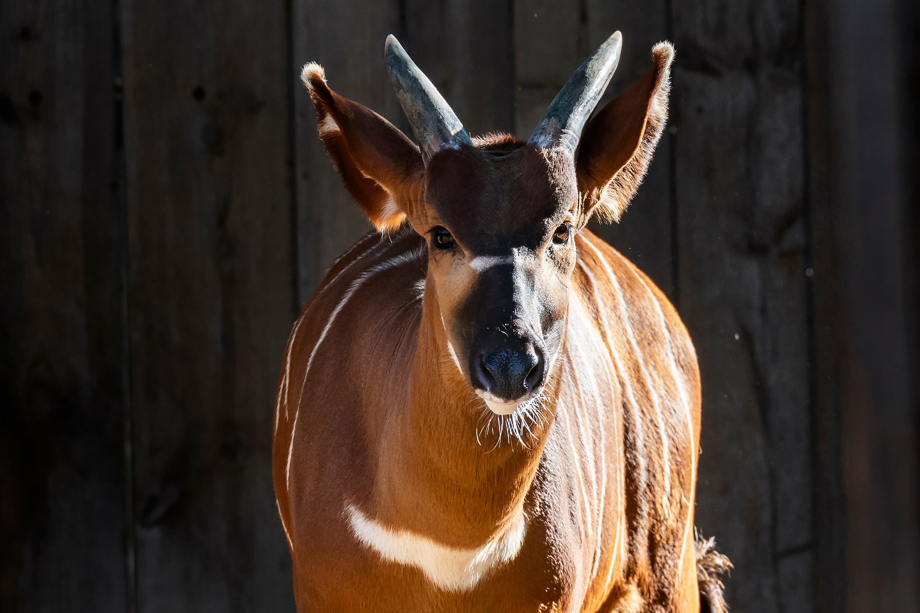 Visita lliure al Zoo de Barcelona