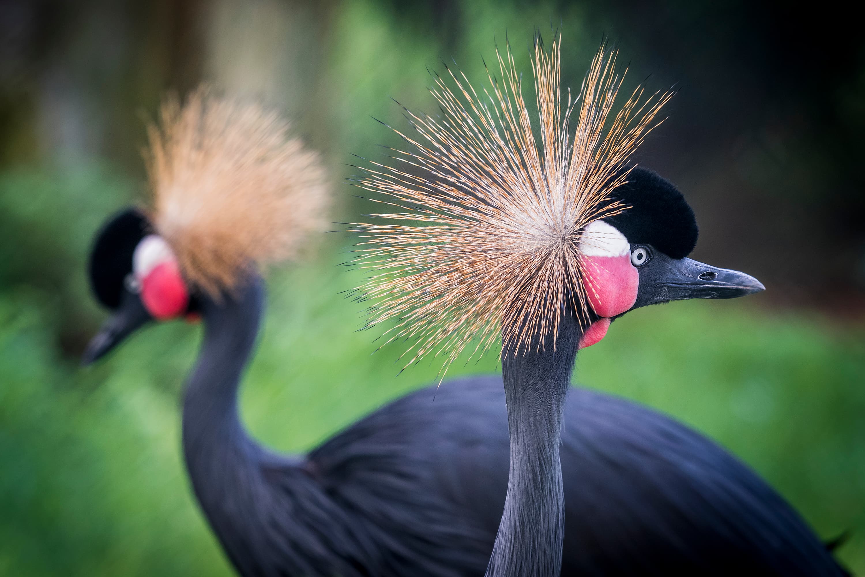 Visita lliure al Zoo de Barcelona
