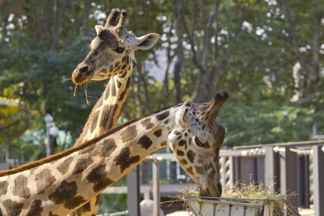 Visita lliure al Zoo de Barcelona