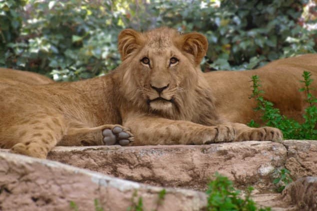 Visita lliure al Zoo de Barcelona