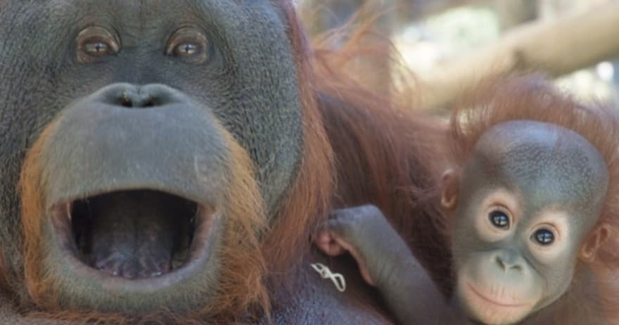 Visita lliure al Zoo de Barcelona