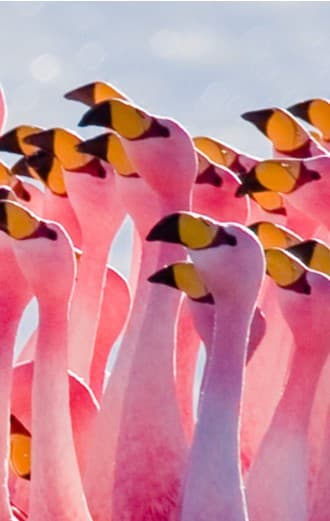 Flamingos
