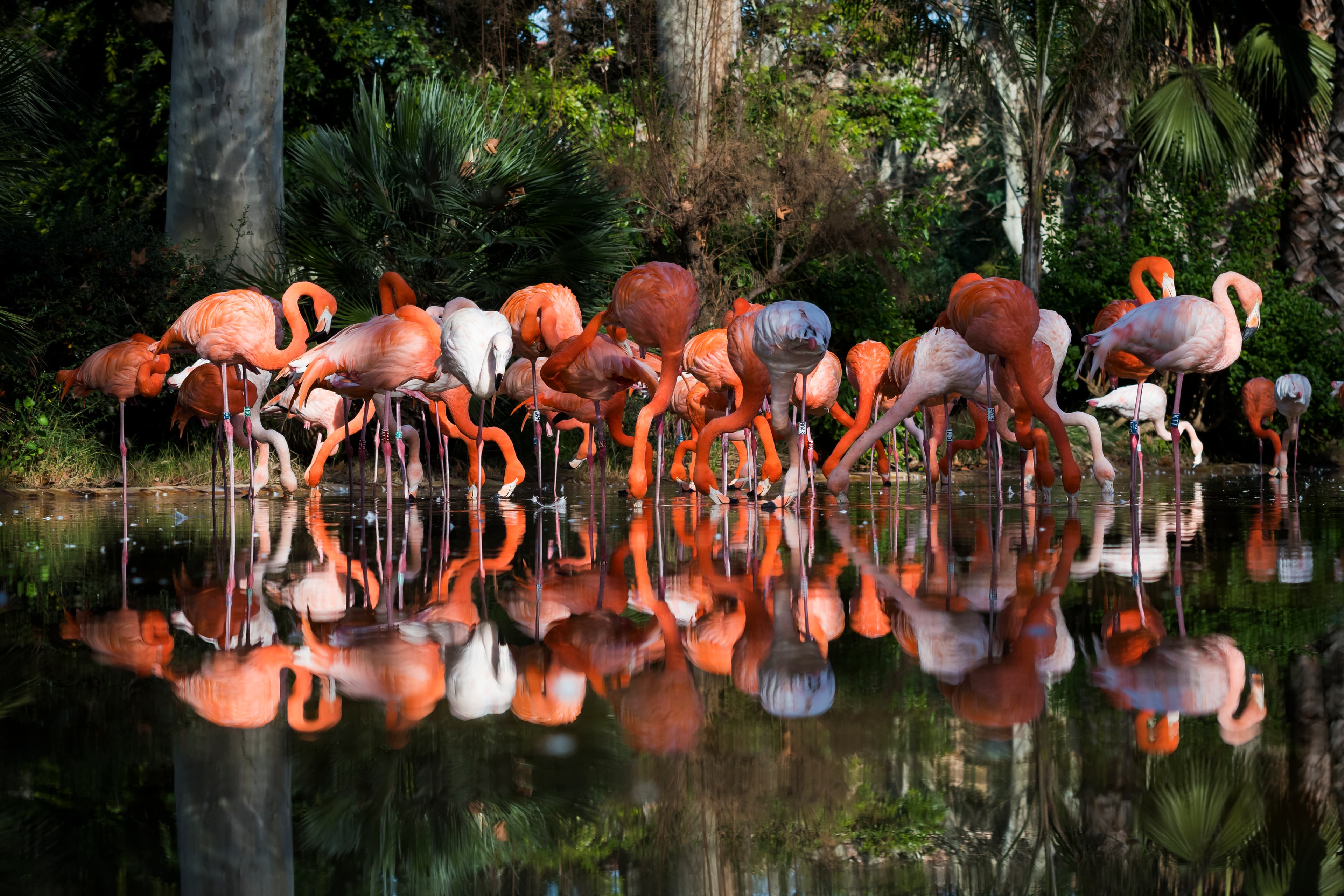 Visita comentada al Zoo de Barcelona