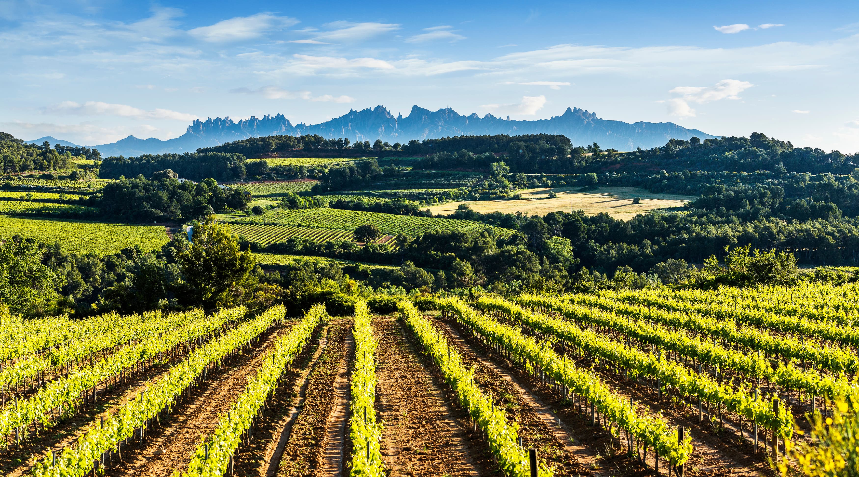 Penedès: Vinyes, fòssils i turons verds
