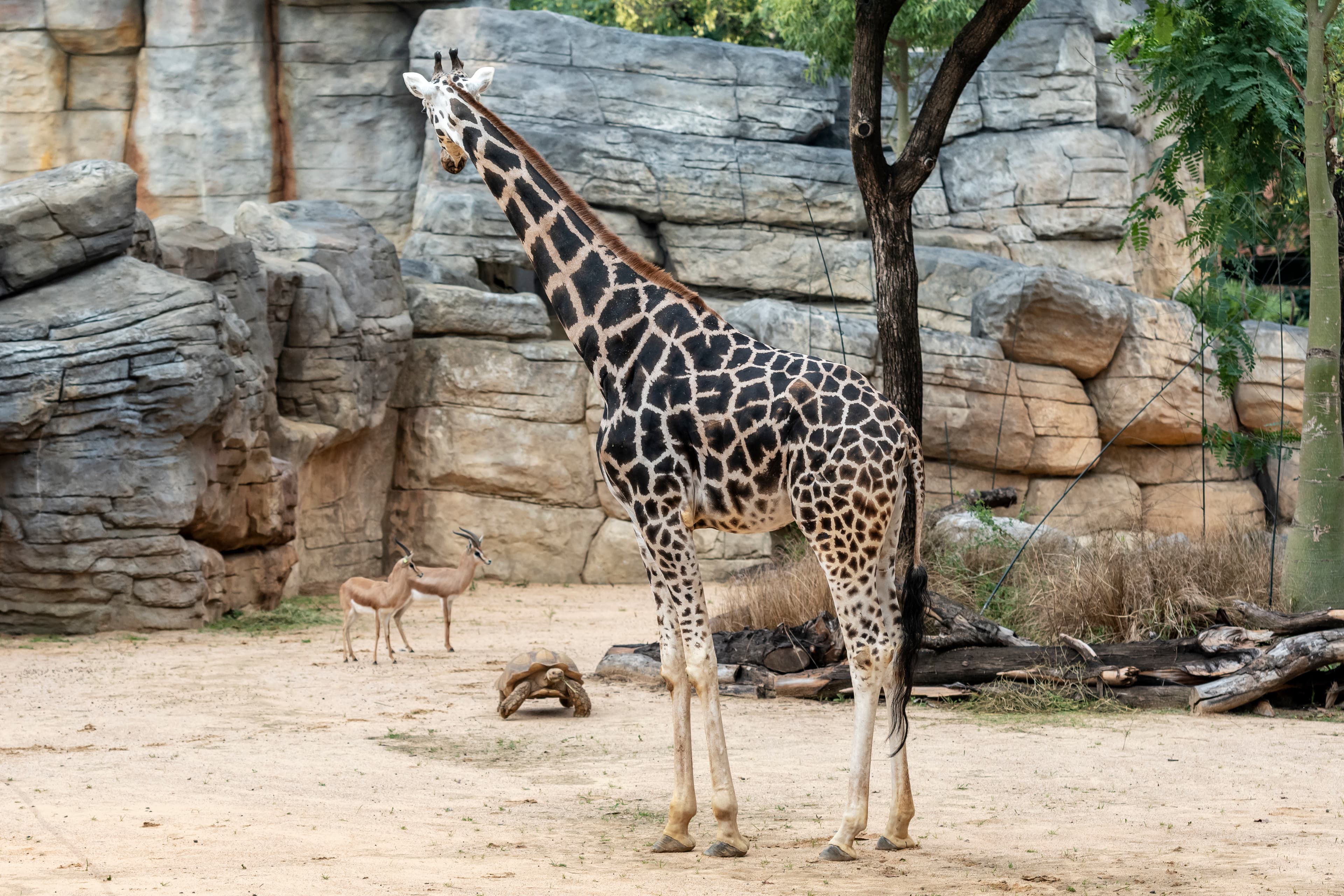 Visita comentada al Zoo de Barcelona