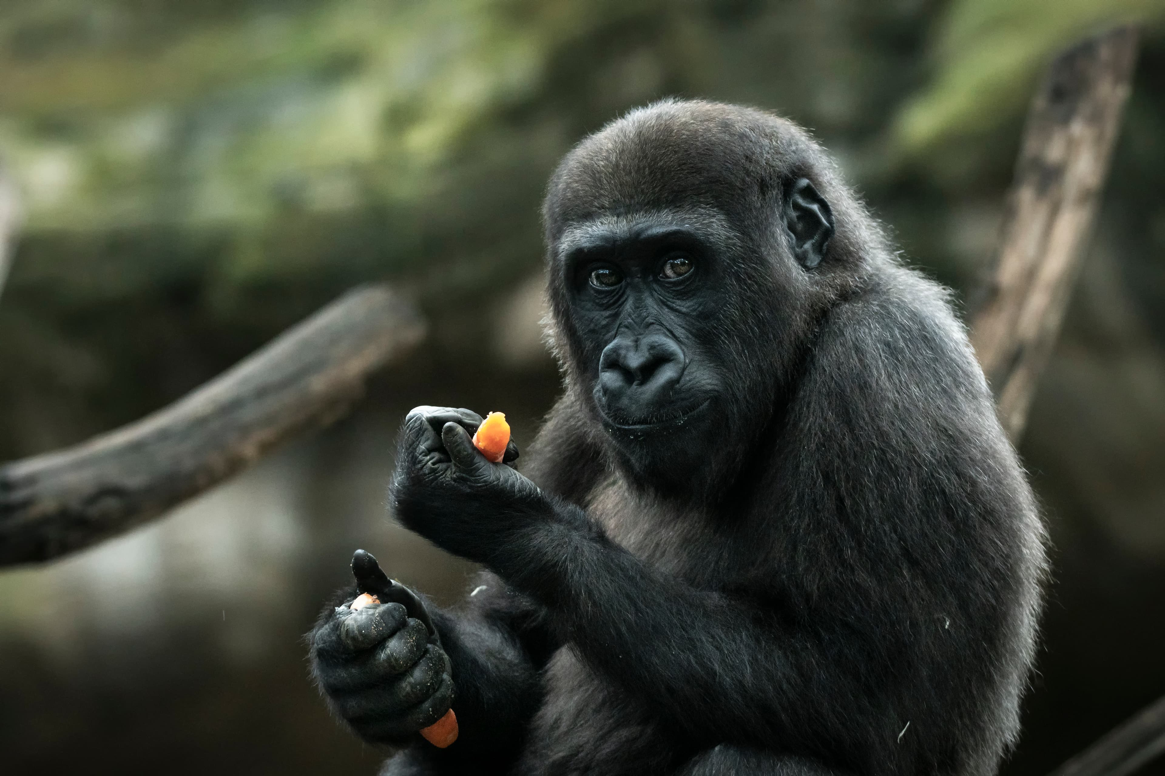 Visita comentada al Zoo de Barcelona