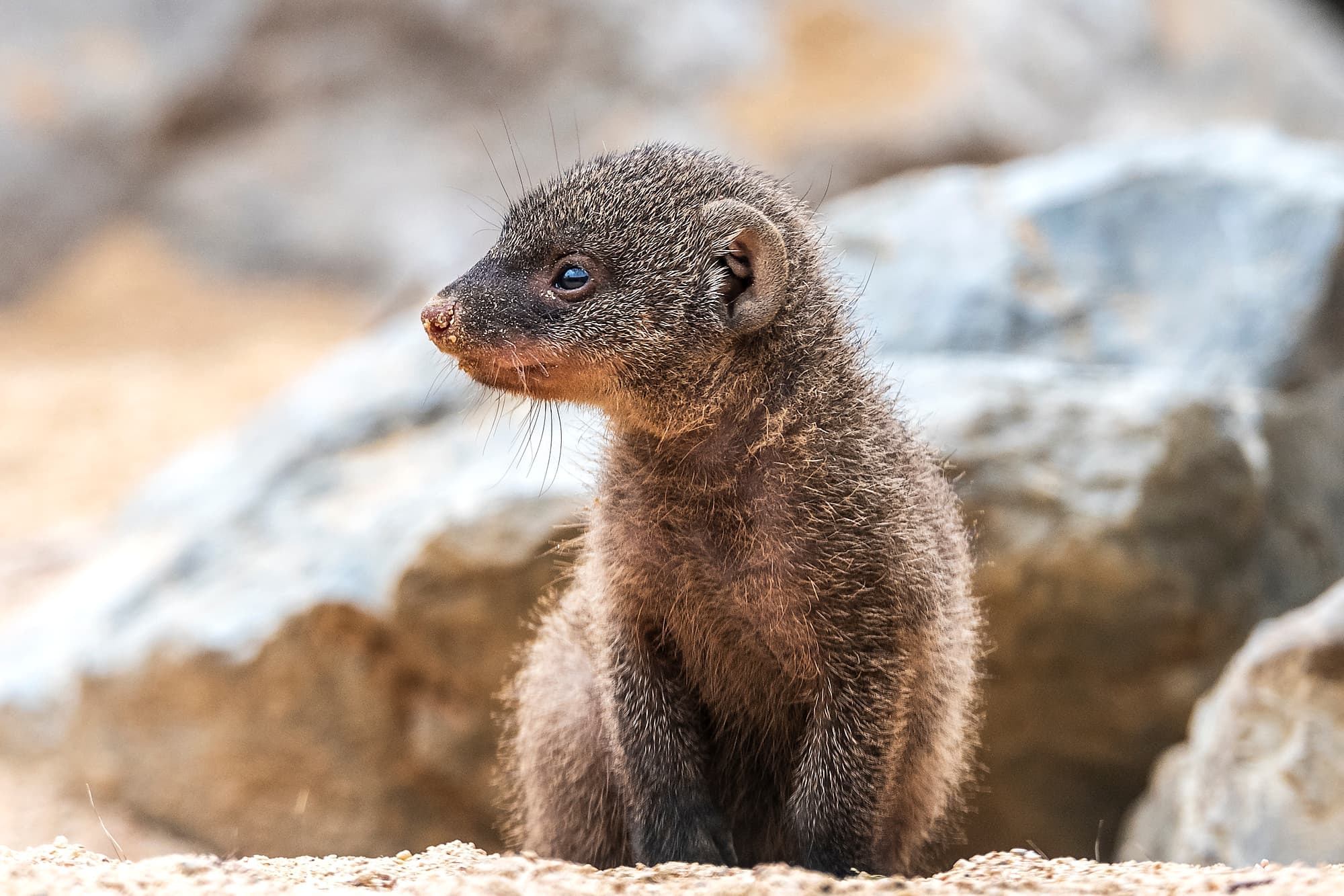 Visita comentada al Zoo de Barcelona
